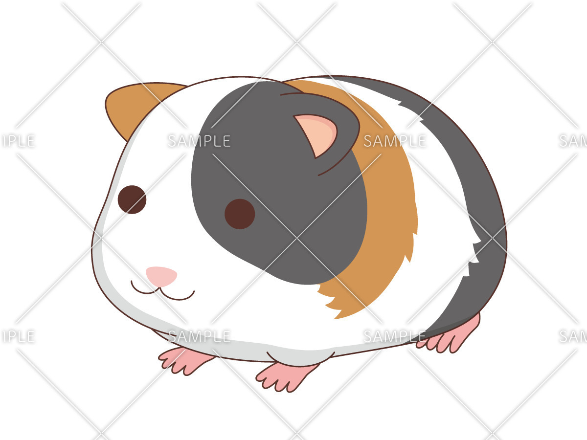 かわいいモルモット 動物 その他一般 装飾 の無料イラスト 介護アンテナ