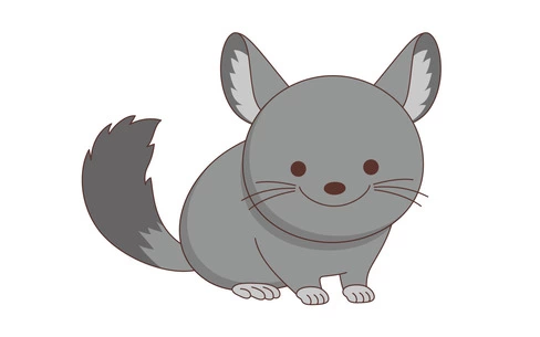 かわいいチンチラ（動物/その他一般・装飾）