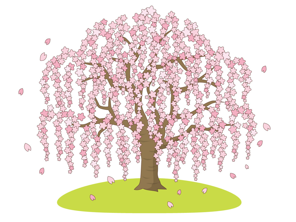 しだれ桜 季節 行事 その他一般 装飾 の無料イラスト 介護アンテナ しだれ桜 季節 行事 その他一般 装飾 の無料イラスト 介護アンテナ