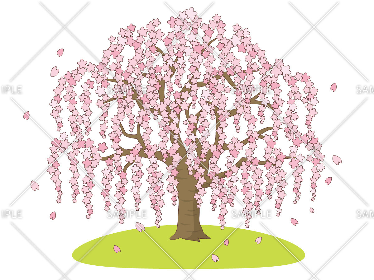 しだれ桜（季節・行事/その他一般・装飾）のイラスト