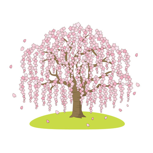 しだれ桜（季節・行事/その他一般・装飾）のイラスト