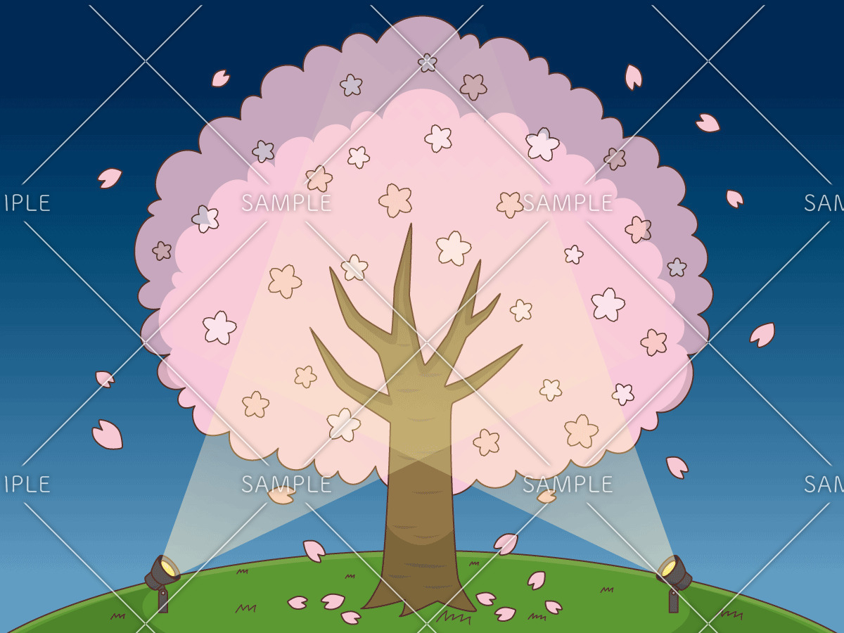 ライトアップされた夜桜（季節・行事/その他一般・装飾）のイラスト
