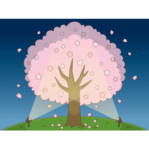ライトアップされた夜桜（季節・行事/その他一般・装飾）のイラスト