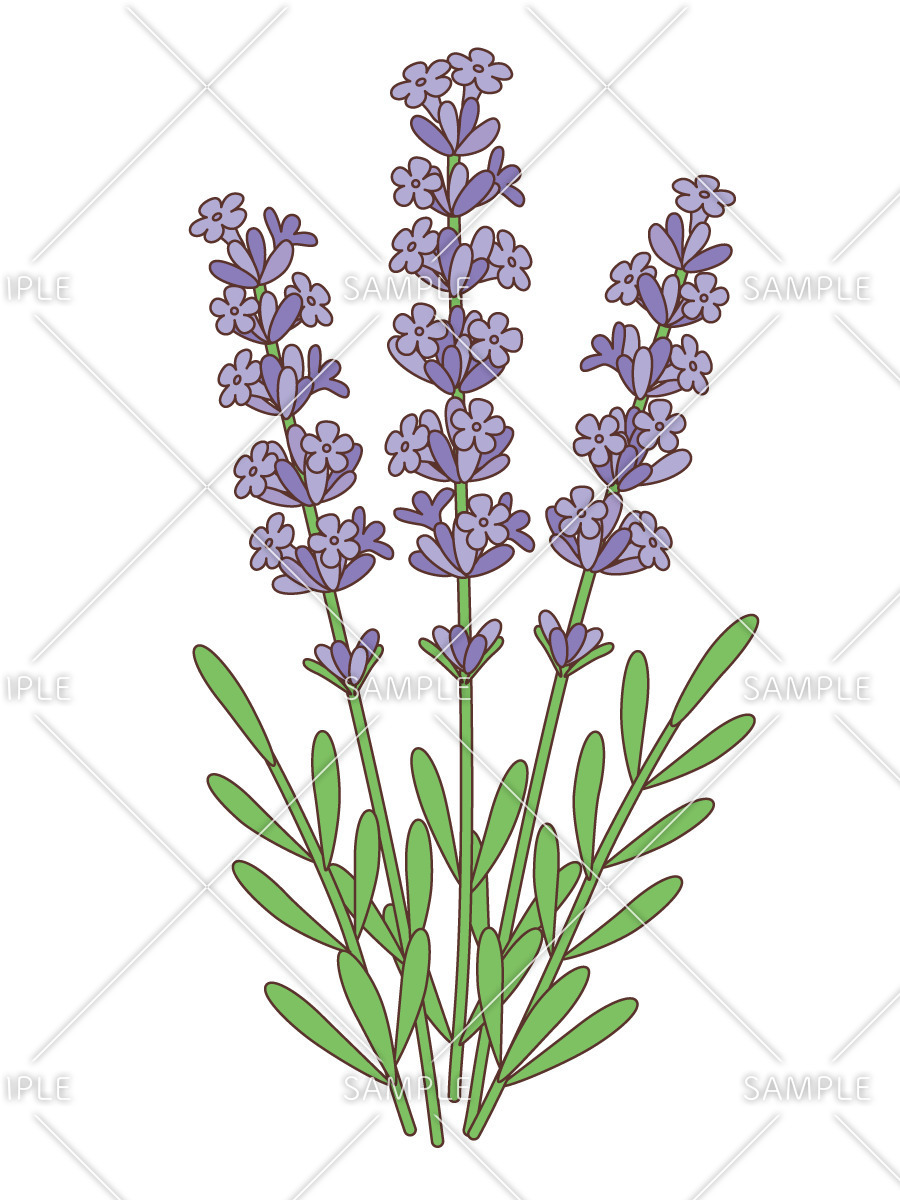 ラベンダー（お花/その他一般・装飾）の無料イラスト | 介護アンテナ