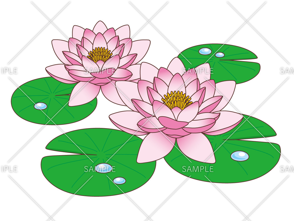 睡蓮（お花/その他一般・装飾）のイラスト