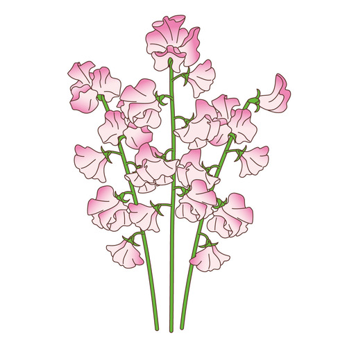 スイートピー（お花/その他一般・装飾）のイラスト