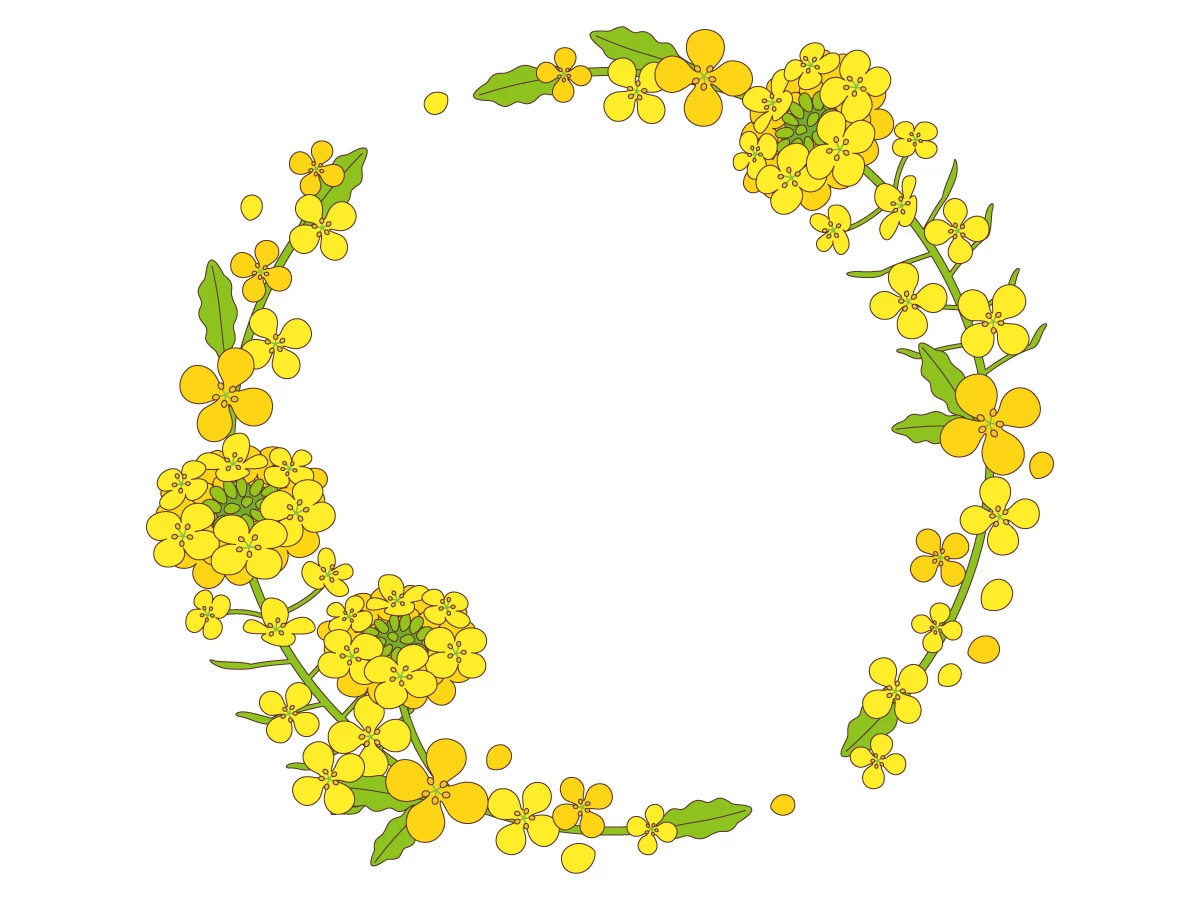 菜の花 イラスト おしゃれ