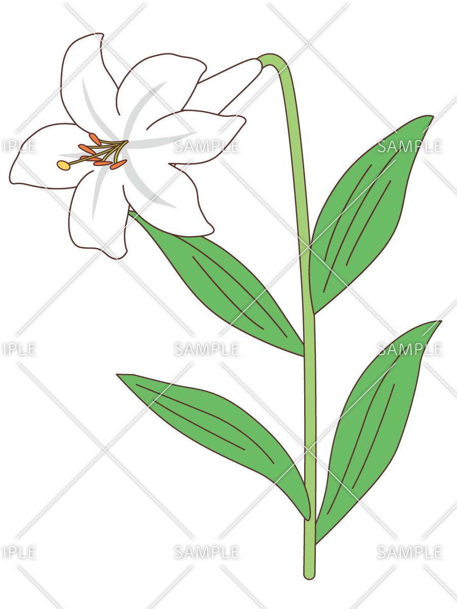 白い百合（お花/その他一般・装飾）のイラスト