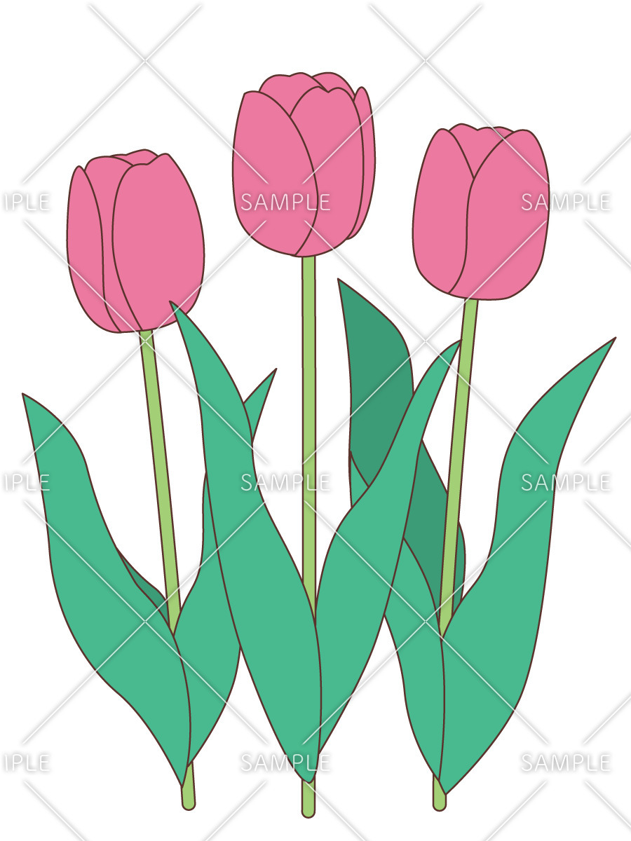 ピンク色のチューリップ（お花/その他一般・装飾）のイラスト