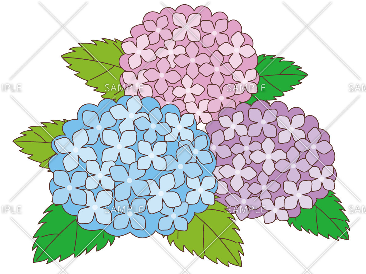 あじさい お花 その他一般 装飾 の無料イラスト 介護アンテナ あじさい お花 その他一般 装飾 の無料イラスト 介護アンテナ