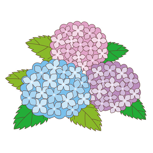 あじさい（お花/その他一般・装飾）
