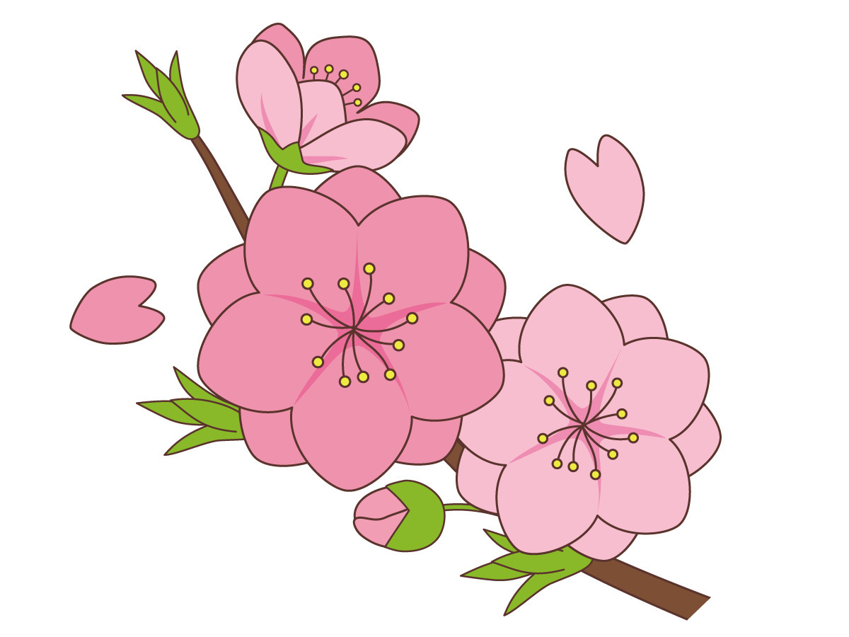 桜の花 季節 行事 その他一般 装飾 の無料イラスト 介護アンテナ