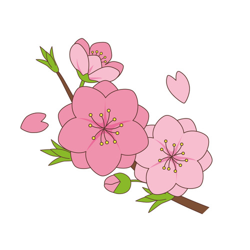 桜の花（季節・行事/その他一般・装飾）