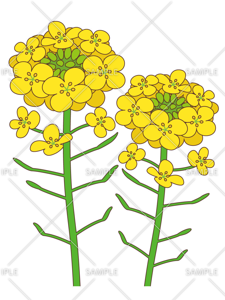 菜の花 季節 行事 その他一般 装飾 の無料イラスト 介護アンテナ