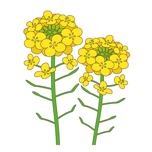 菜の花（季節・行事/その他一般・装飾）