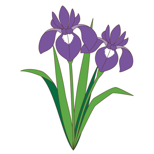 菖蒲の花（お花/その他一般・装飾）
