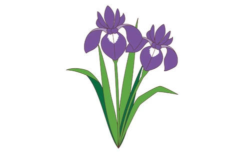 菖蒲の花（お花/その他一般・装飾）