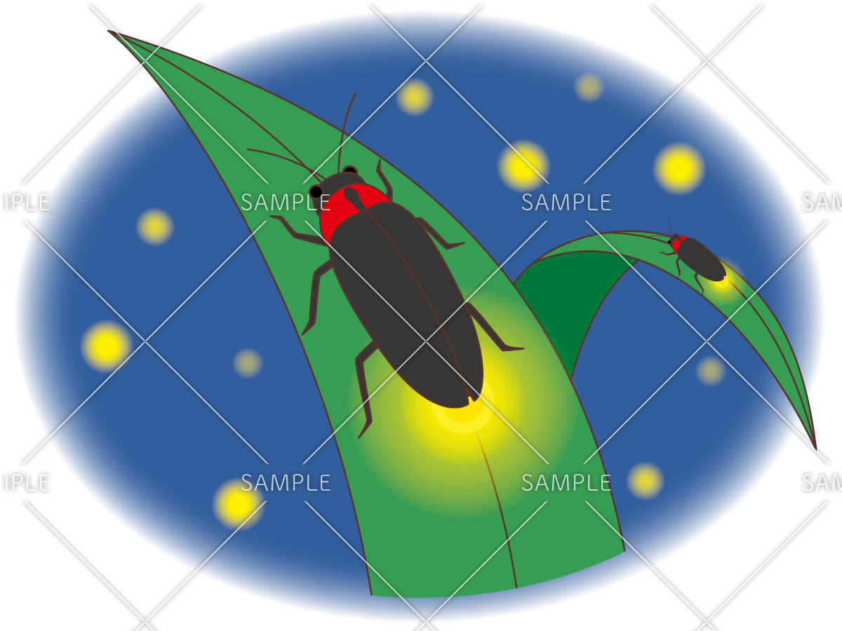 夜に光るホタル（動物/その他一般・装飾）のイラスト