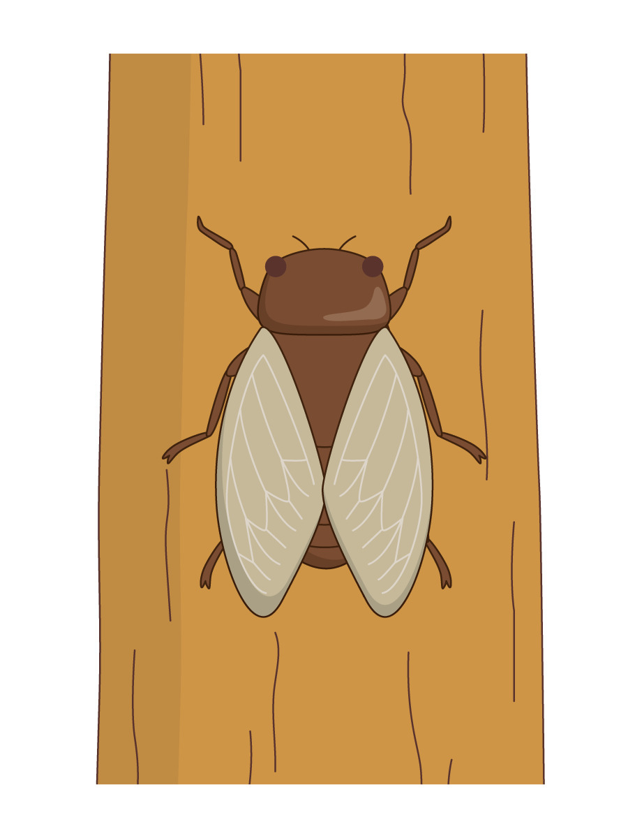 木にとまっているセミ 動物 その他一般 装飾 の無料イラスト 介護アンテナ 木にとまっているセミ 動物 その他一般 装飾 の無料イラスト 介護アンテナ