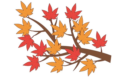 紅葉したもみじ（季節・行事/その他一般・装飾）