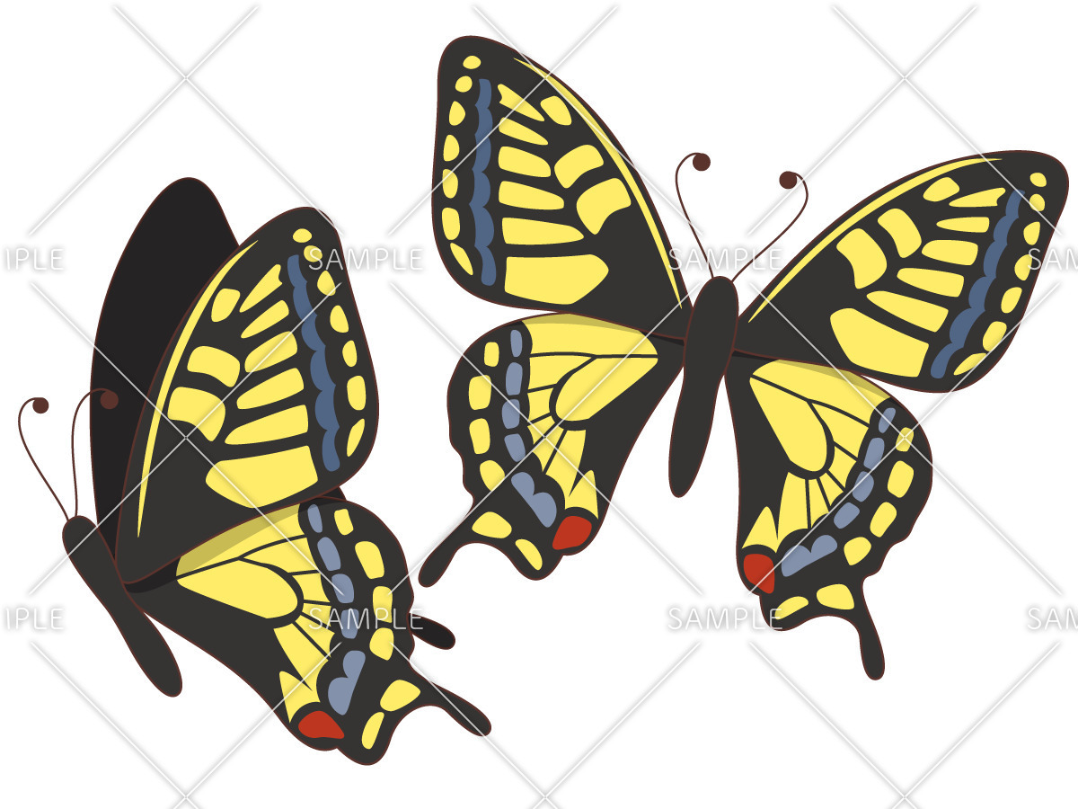 アゲハ蝶（動物/その他一般・装飾）のイラスト