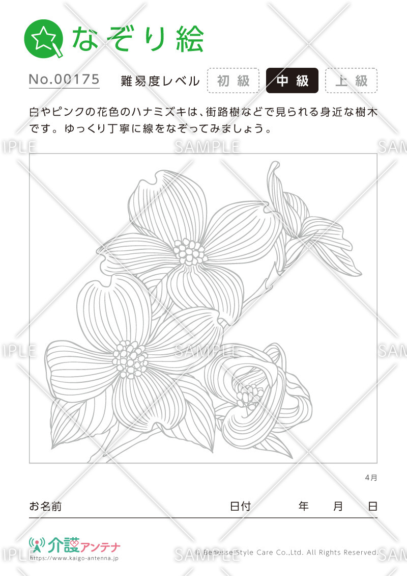なぞり絵「4月の花 ハナミズキ」 - No.00175(高齢者向けなぞり絵の介護レク素材)