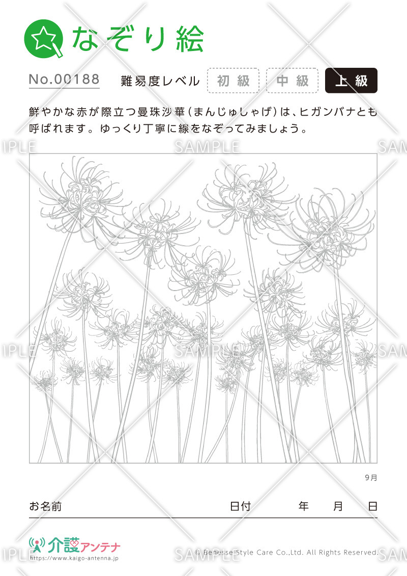 なぞり絵「9月の花  曼殊沙華（ヒガンバナ）」 - No.00188(高齢者向けなぞり絵の介護レク素材)