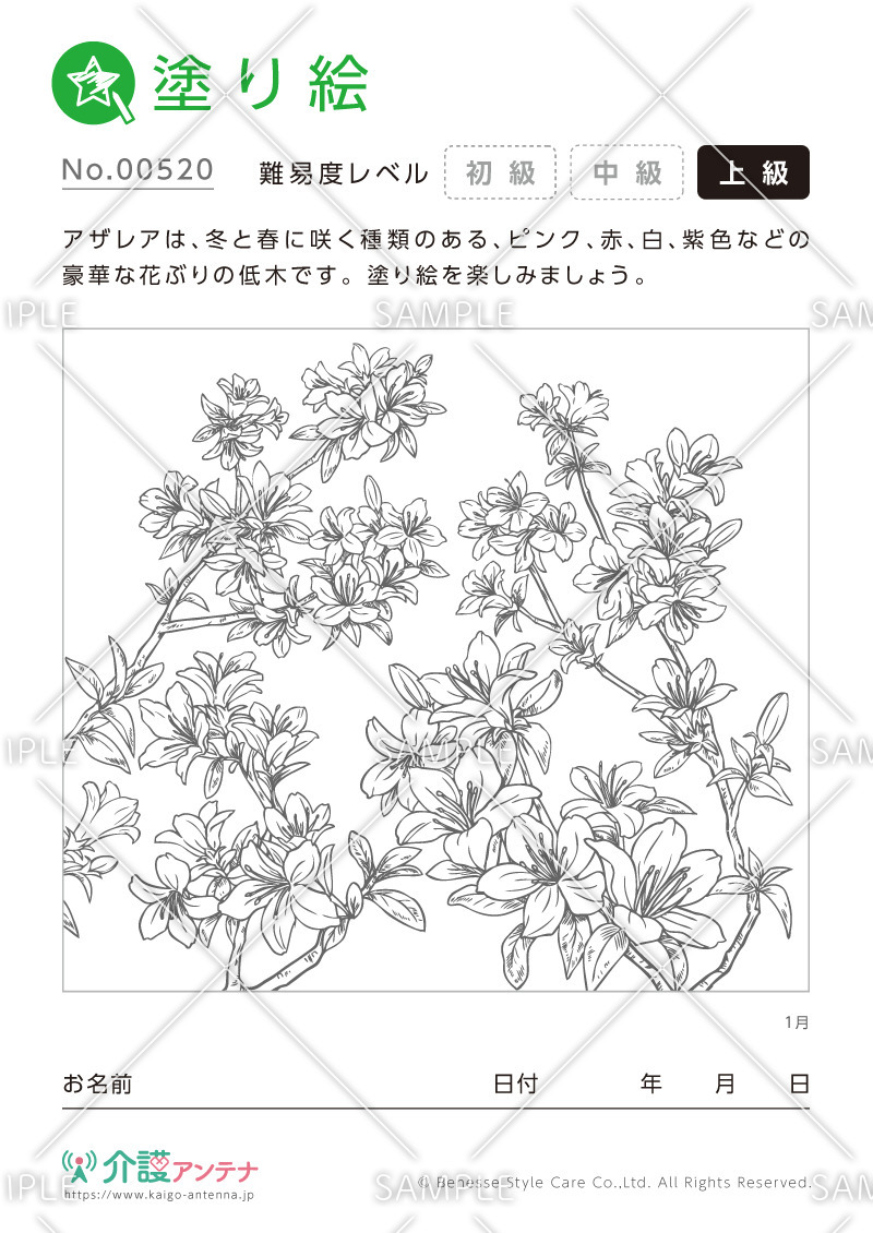 塗り絵「1月の花 アザレア」 - No.00520(高齢者向け塗り絵の介護レク素材)