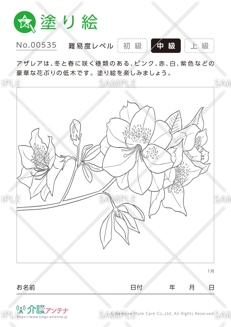 塗り絵「1月の花 アザレア」 - No.00535(高齢者向け塗り絵の介護レク素材)
