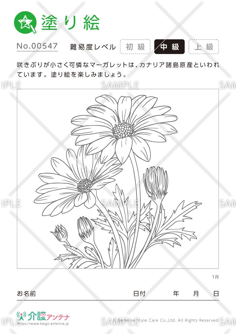 塗り絵「1月の花 マーガレット」 - No.00547(高齢者向け塗り絵の介護レク素材)