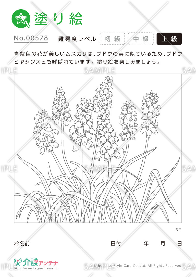 塗り絵「3月の花 ムスカリ」- No.00578(高齢者向け塗り絵の介護レク素材)