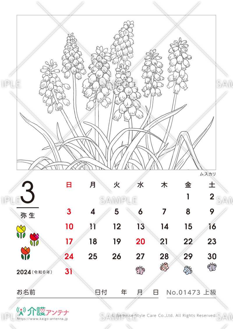2024年3月の塗り絵カレンダー「ムスカリ（花・植物）」 - No.01473(高齢者向けカレンダー作りの介護レク素材)