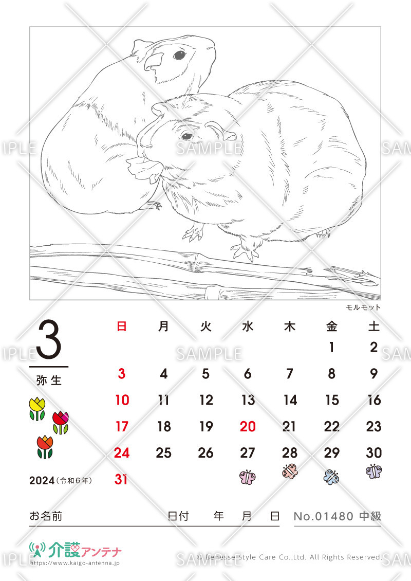 2024年3月の塗り絵カレンダー「モルモット（動物）」 - No.01480(高齢者向けカレンダー作りの介護レク素材)