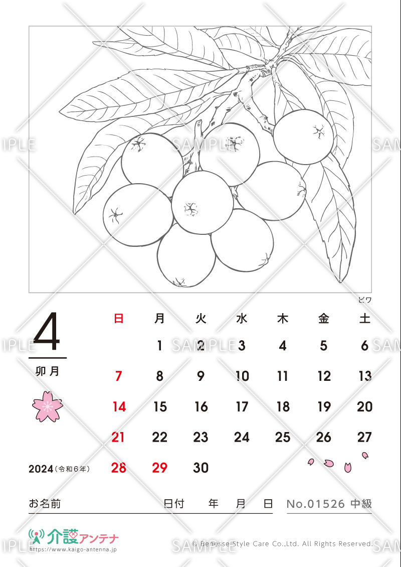 2024年4月の塗り絵カレンダー「ビワ（植物）」 - No.01526(高齢者向けカレンダー作りの介護レク素材)