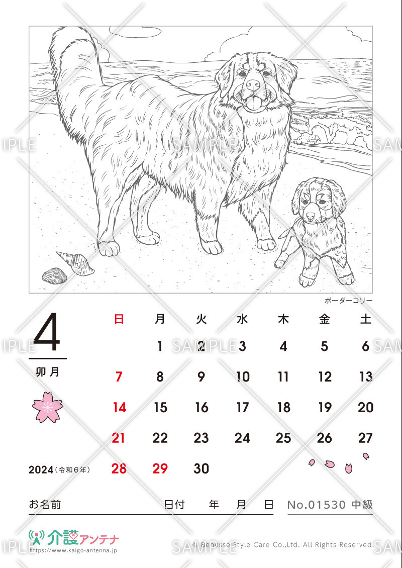 2024年4月の塗り絵カレンダー「ボーダーコリー（犬・動物）」 - No.01530(高齢者向けカレンダー作りの介護レク素材)