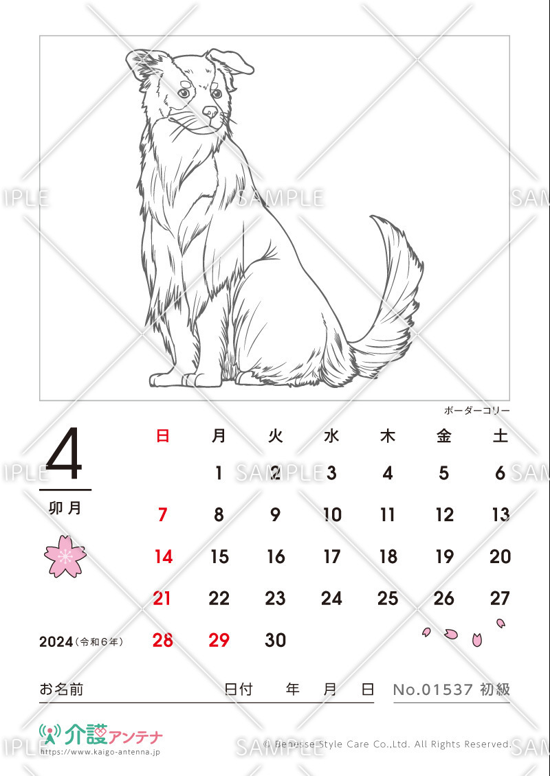 2024年4月の塗り絵カレンダー「ボーダーコリー（犬・動物）」 - No.01537(高齢者向けカレンダー作りの介護レク素材)