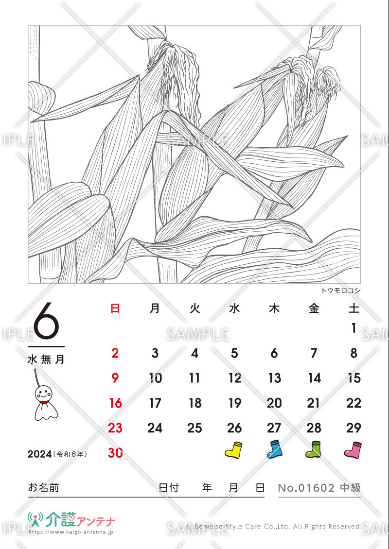 2024年6月の塗り絵カレンダー「トウモロコシ（植物）」 - No.01602(高齢者向けカレンダー作りの介護レク素材)