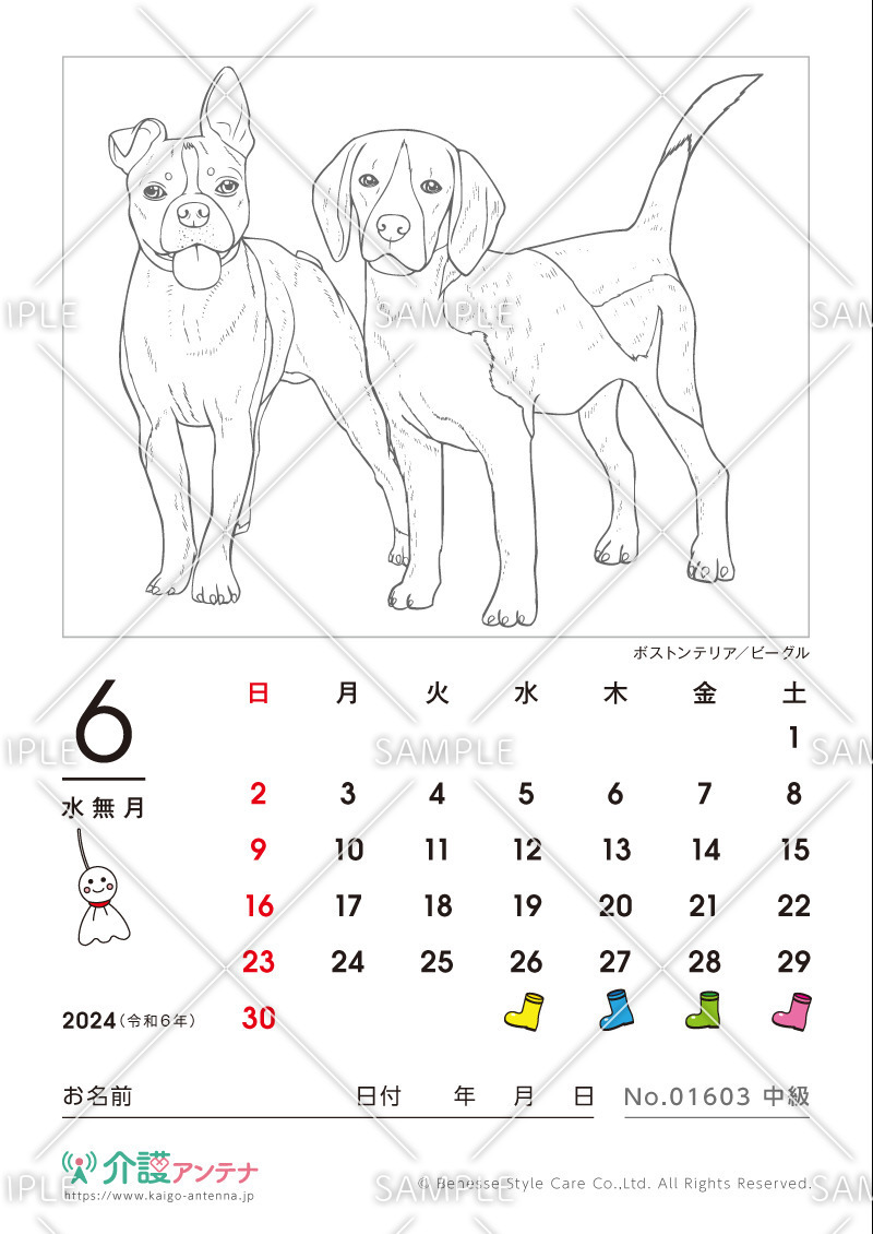 2024年6月の塗り絵カレンダー「ボストンテリアとビーグル（犬・動物）」 - No.01603(高齢者向けカレンダー作りの介護レク素材)