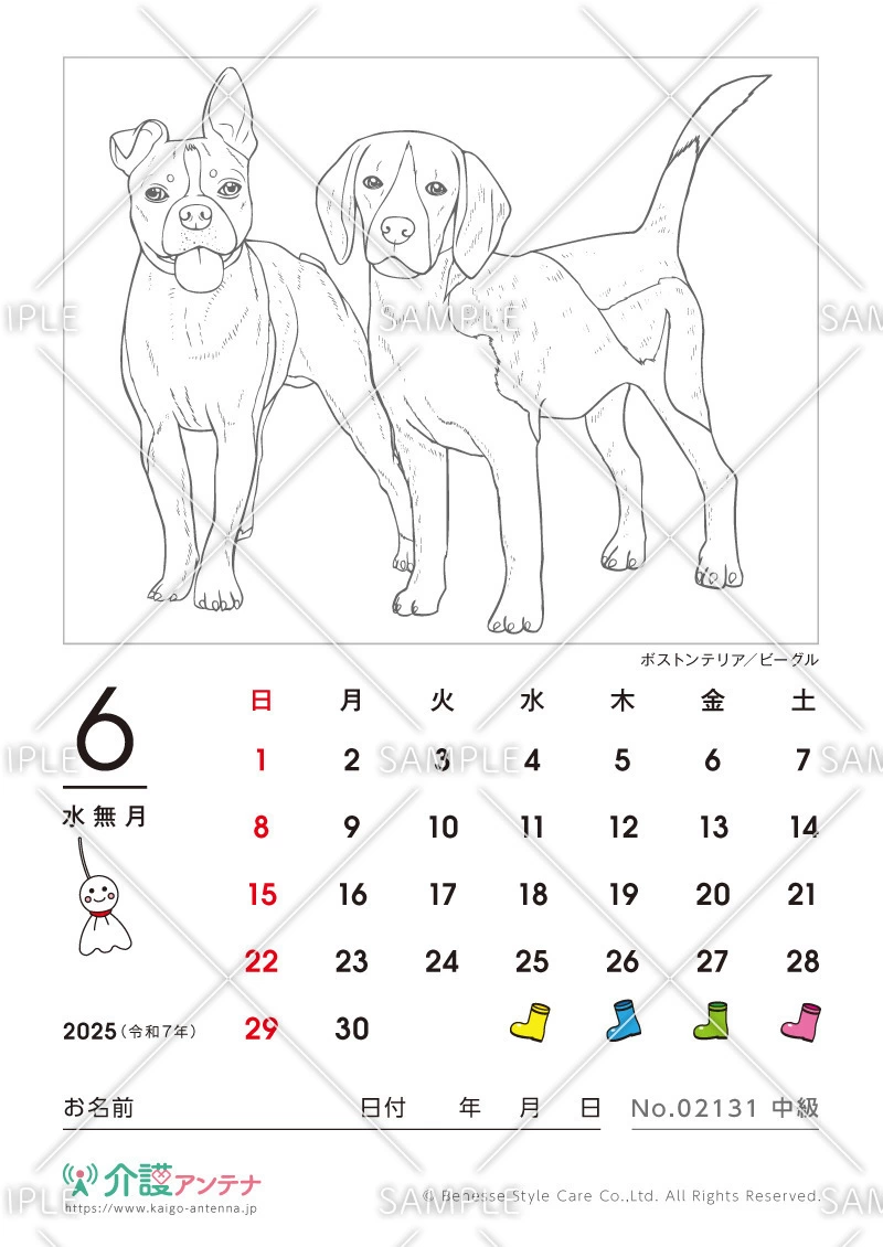 2025年6月の塗り絵カレンダー「ボストンテリアとビーグル（犬・動物）」 - No.02131(高齢者向けカレンダー作りの介護レク素材)