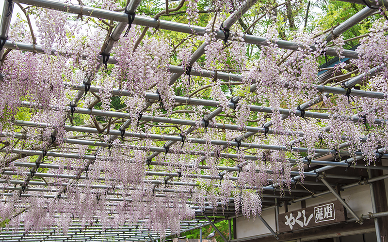 4月下旬から5月上旬にかけてが見頃の藤棚。