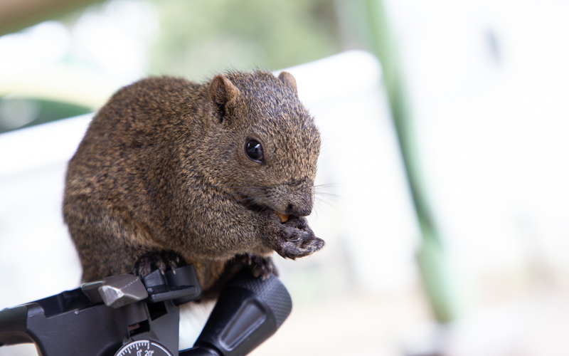 リスはとても懐いており来園者に近寄ってくる。									