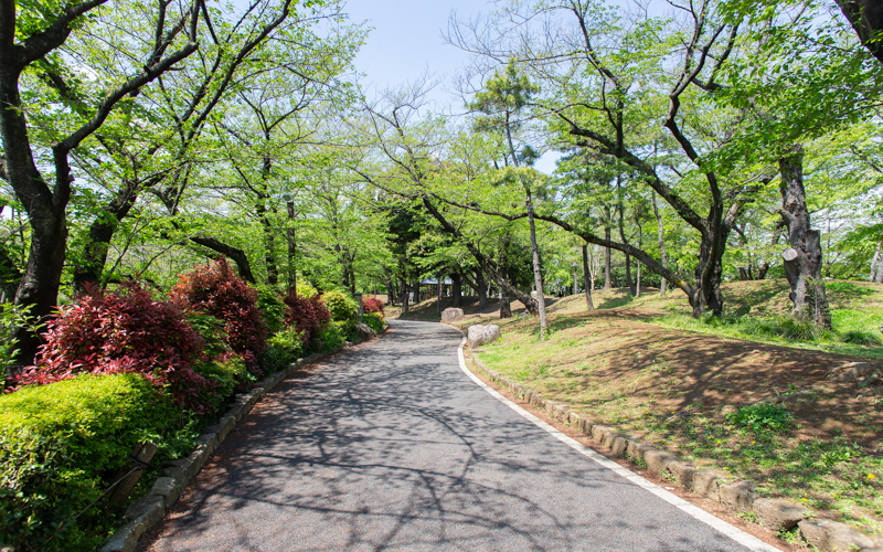 公園内桜並木の一つ。通路は舗装され広くなっており車椅子での走行も問題ないが、公園内は傾斜も多いので走行には注意が必要。									