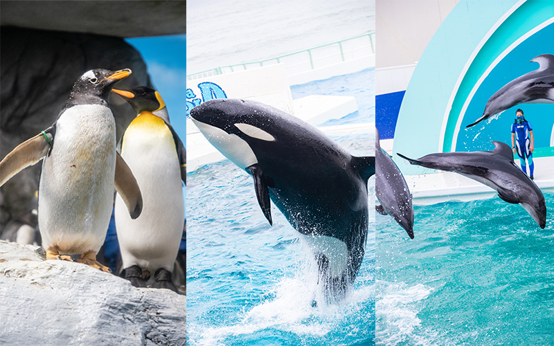 各所でペンギン、シャチ、イルカなどの水生生物たちを間近に見ることができる。