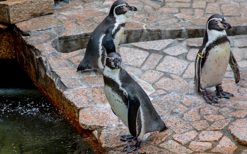 フンボルトペンギンは個体ごとに翼の付け根部分に色違いのバンドを付けている。午前中と夕方が活発な時間帯で泳ぎながらジャンプしたりする様子も見ることができる。