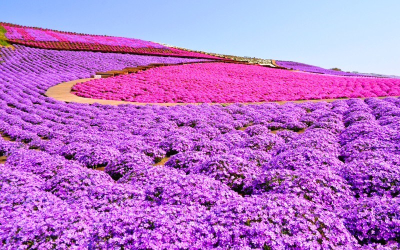 3月から4月にかけて見頃を迎え、斜面を埋め尽くす「芝桜の丘」はぜひとも見ておきたい。 