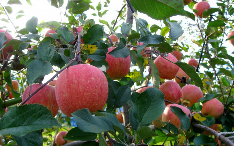 9月～11月に収穫時期をむかえるリンゴ。写真提供 : 東谷山フルーツパーク									