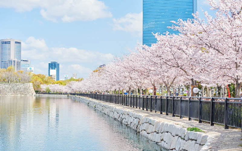 桜をこよなく愛した秀吉公の居城らしく、春には見事な桜が城郭を彩る。写真提供：大阪城パークセンター