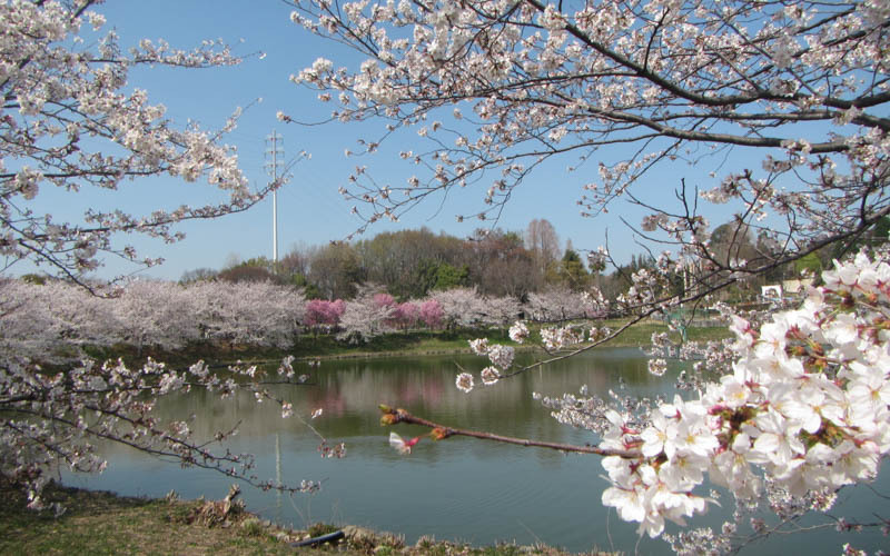 桜の季節には花見客で賑わう大池周辺。提供：鶴見緑地パークセンター									