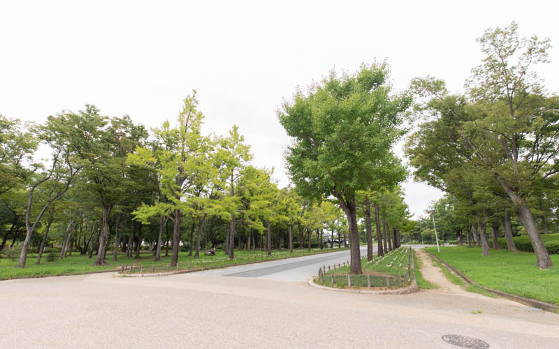 公園の主要路は舗装されており、車椅子の方でも安心して回ることができる。
