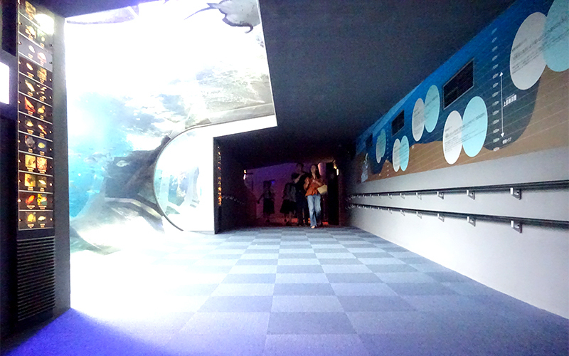 入り口から緩やかな下り坂となっており、水槽では傾斜に合わせて深い水深に住む魚を展示している。									